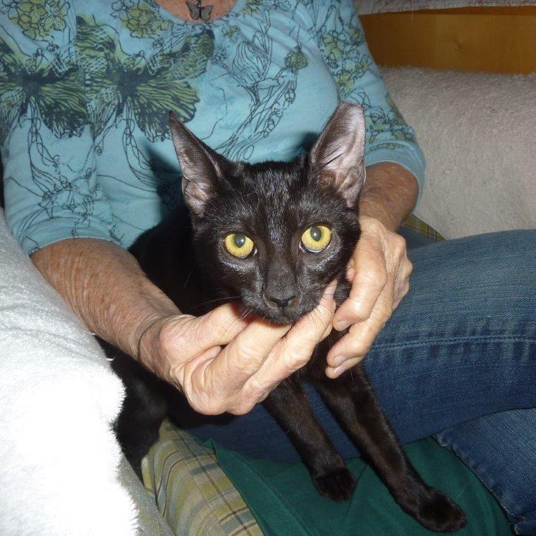 Enlarge Onyx, a Adoptable Domestic Short Hair in Simpsonville, SC image 1/3