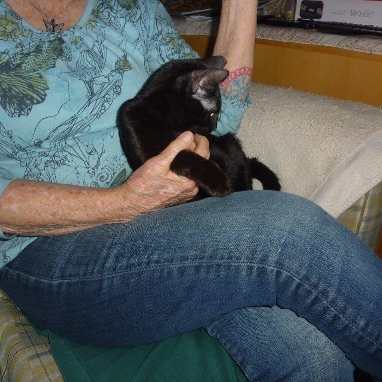 Enlarge Onyx, a Adoptable Domestic Short Hair in Simpsonville, SC image 2/3