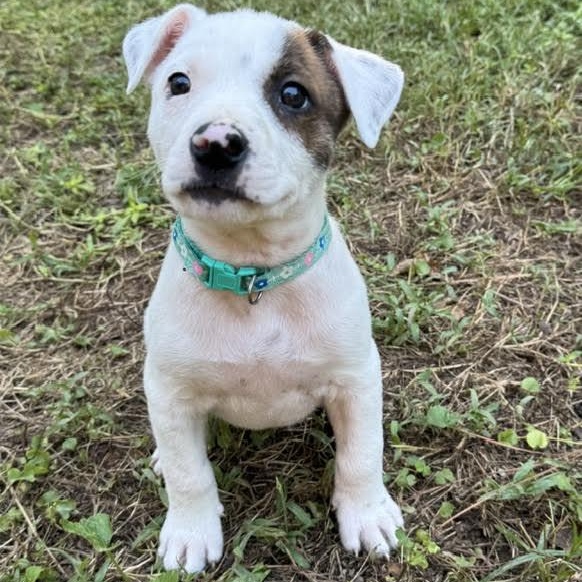 Enlarge Allegra, a Adoptable mixed breed in Midlothian, VA image 1/6