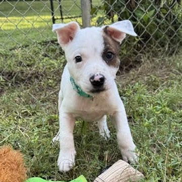 Enlarge Allegra, a Adoptable mixed breed in Midlothian, VA image 2/6