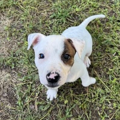 Enlarge Allegra, a Adoptable mixed breed in Midlothian, VA image 4/6