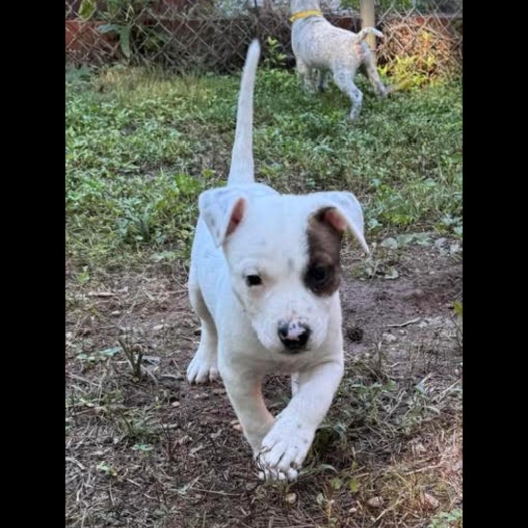 Enlarge Allegra, a Adoptable mixed breed in Midlothian, VA image 5/6