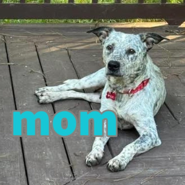 Enlarge Allegra, a Adoptable mixed breed in Midlothian, VA image 6/6