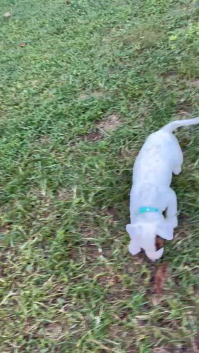 Enlarge Allegra, a Adoptable mixed breed in Midlothian, VA video 3/6