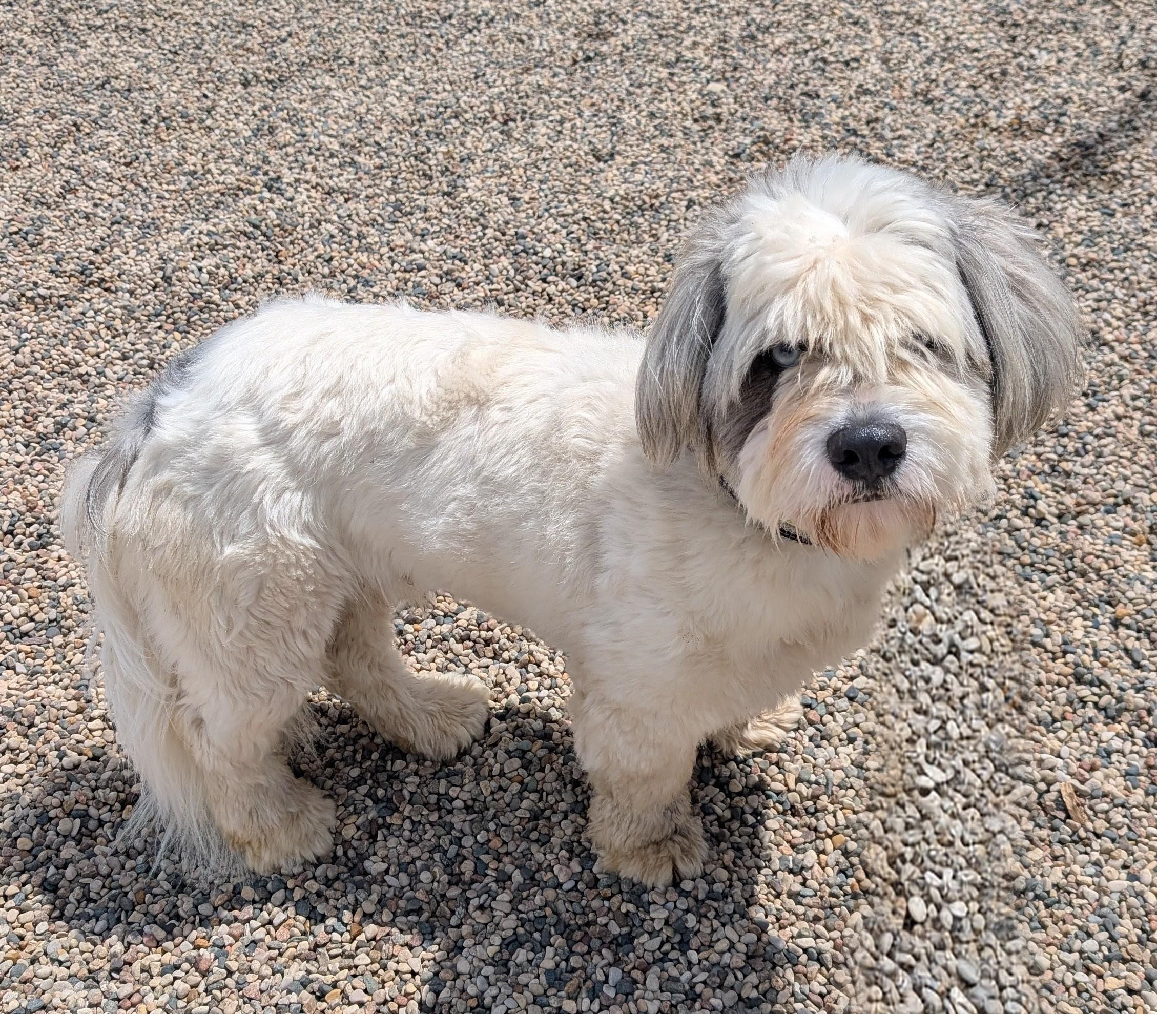 Harry, adopted, Adult Male Maltese & Shih Tzu.