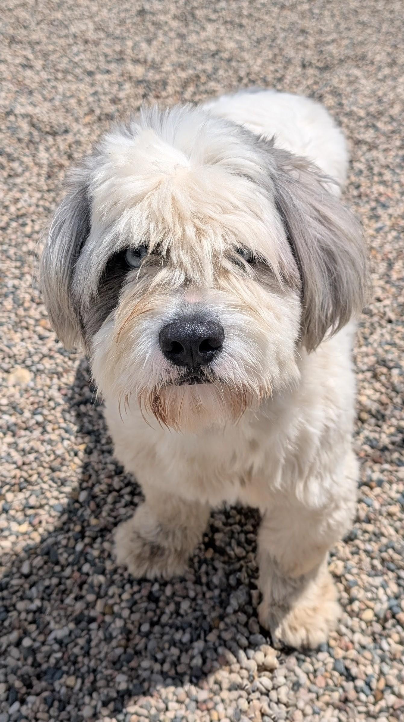 Harry, an adopted mixed breed in New Ulm, MN image 2/3