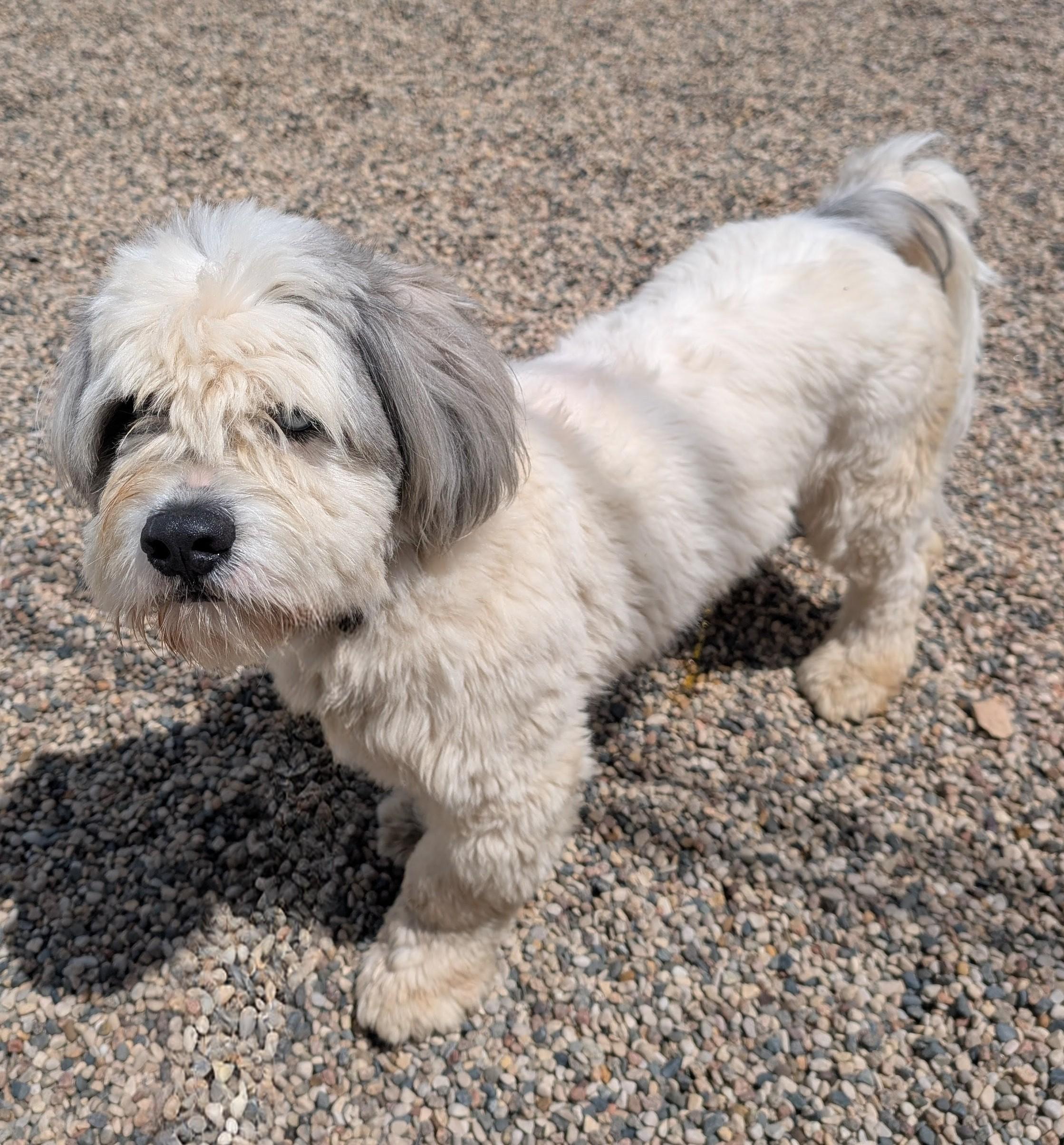 Harry, an adopted mixed breed in New Ulm, MN image 3/3