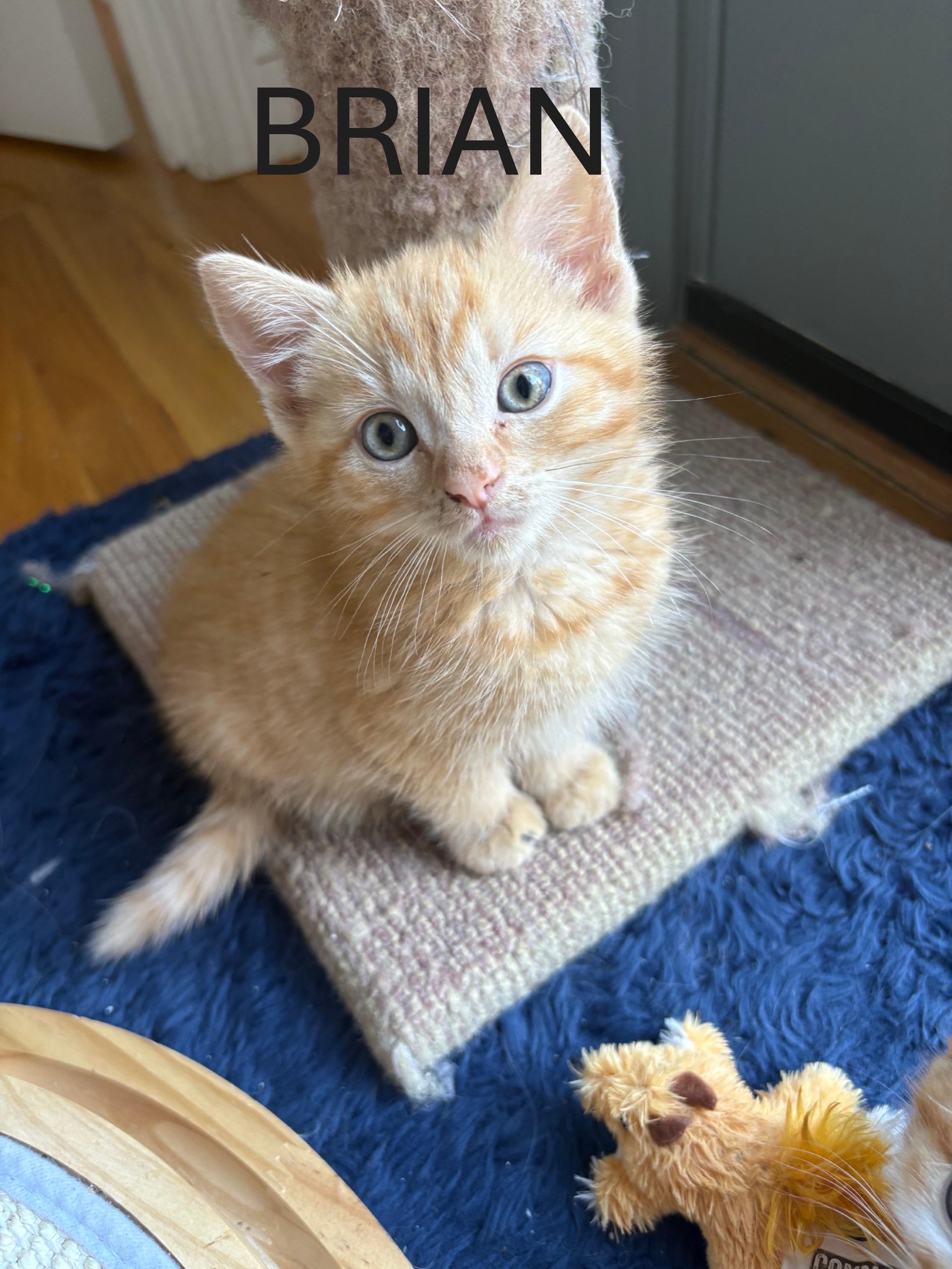 Party of Six kittens, an adopted Domestic Short Hair in Melrose, MA image 6/6