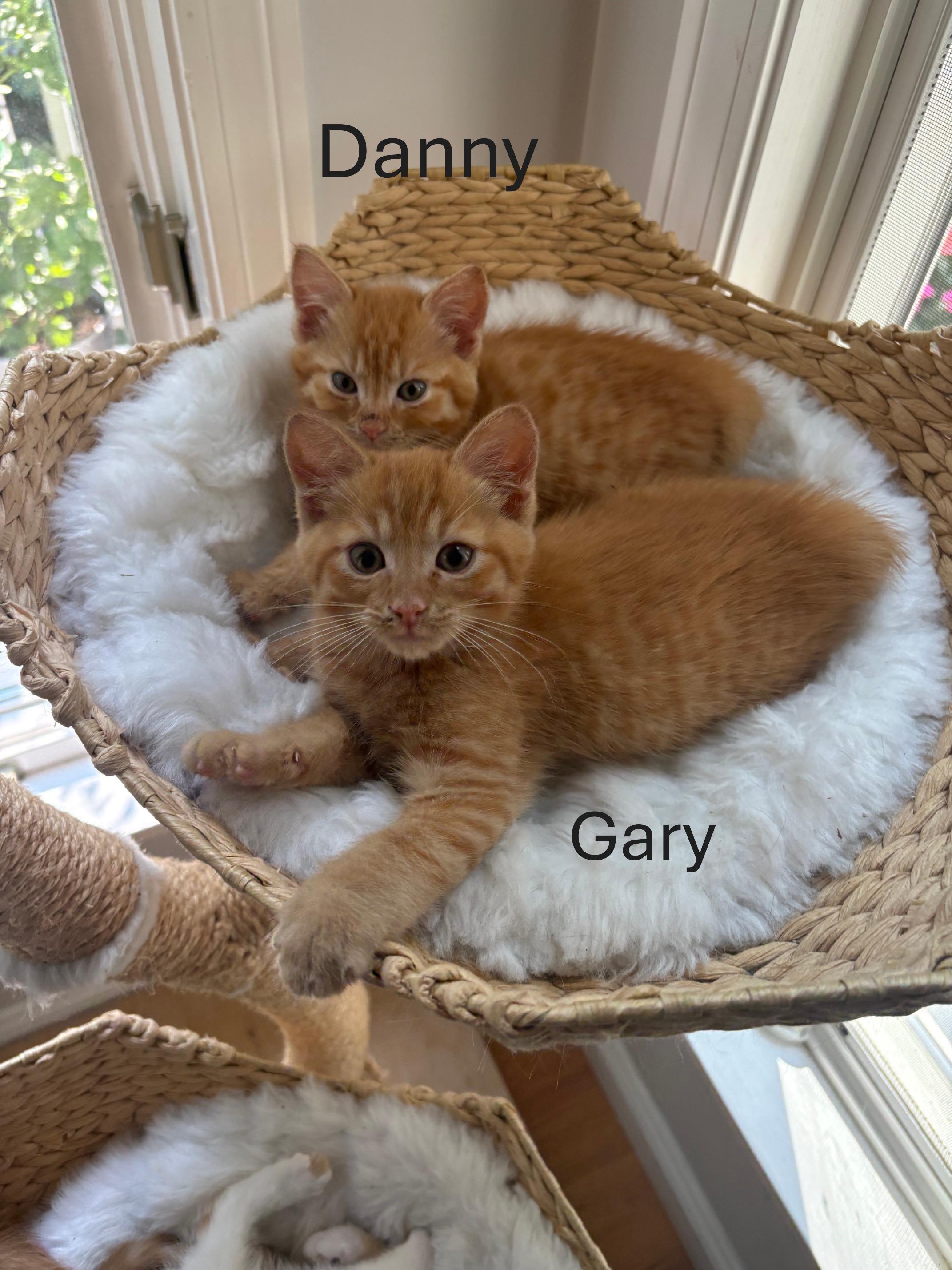 Party of Six kittens, an adopted Domestic Short Hair in Melrose, MA image 2/6