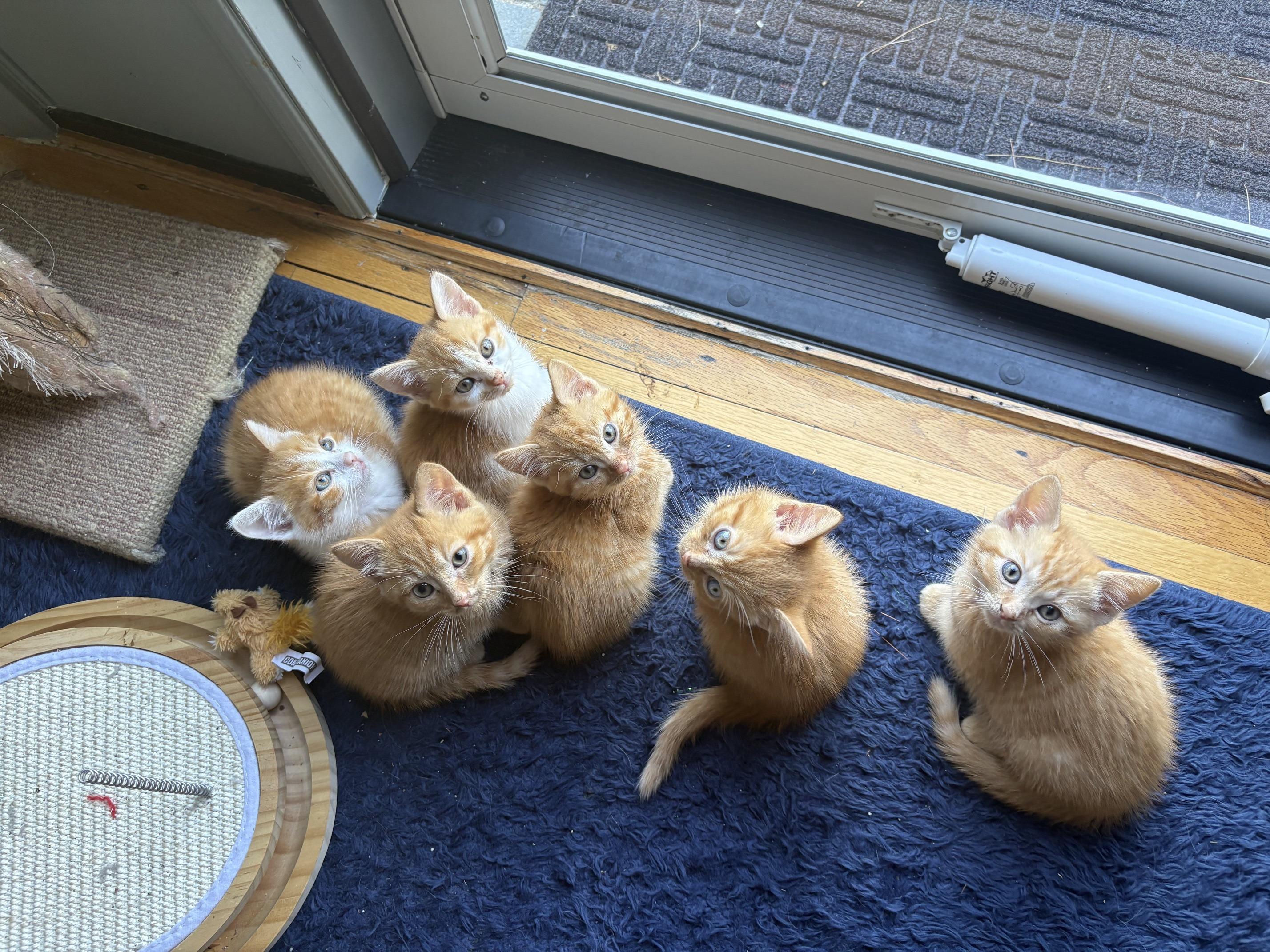Party of Six kittens, an adopted Domestic Short Hair in Melrose, MA image 1/6