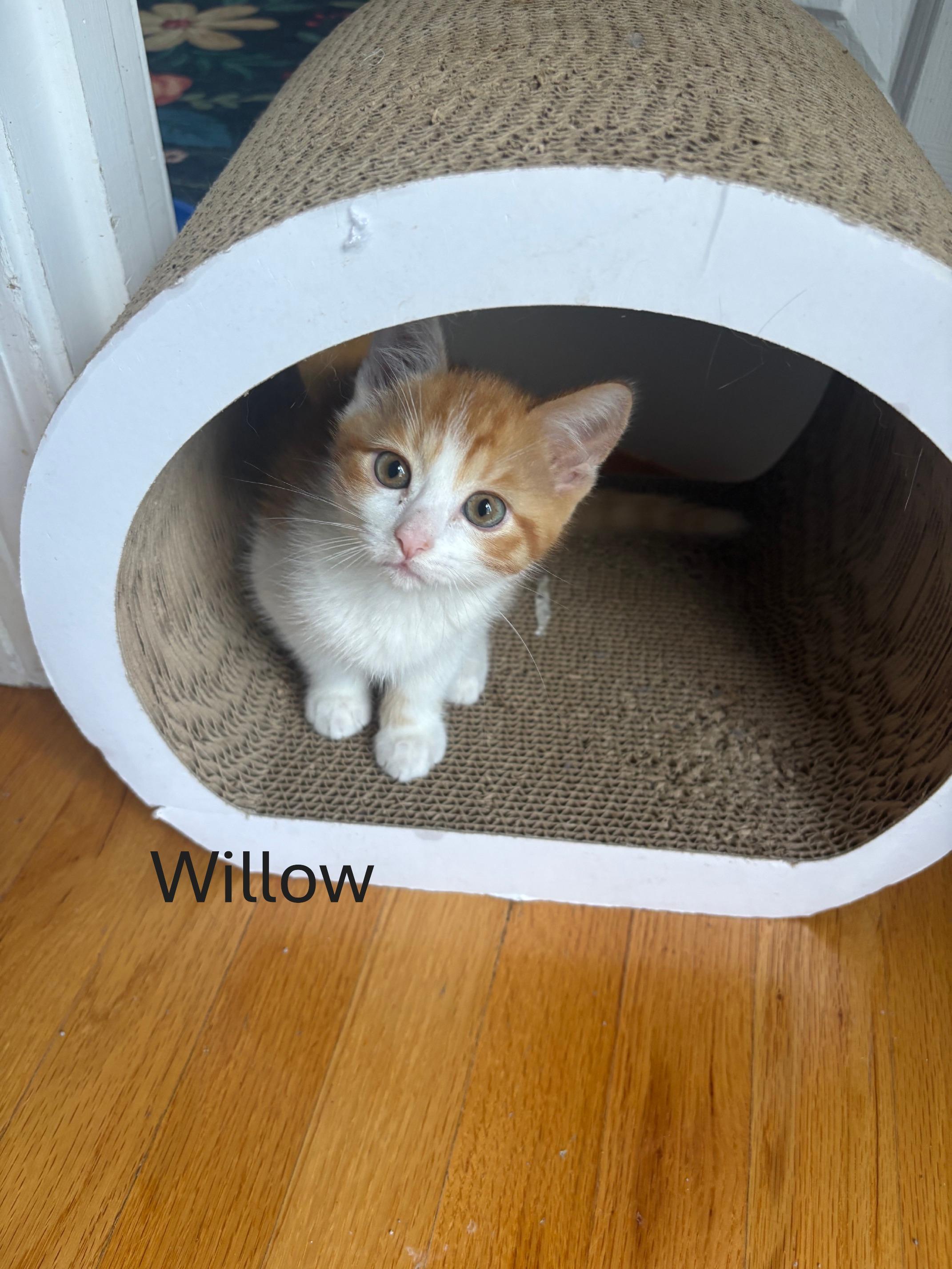 Party of Six kittens, an adopted Domestic Short Hair in Melrose, MA image 5/6