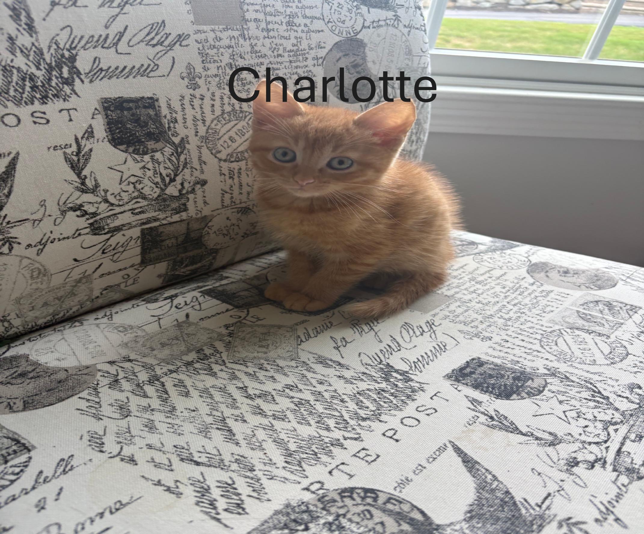 Party of Six kittens, an adopted Domestic Short Hair in Melrose, MA image 3/6