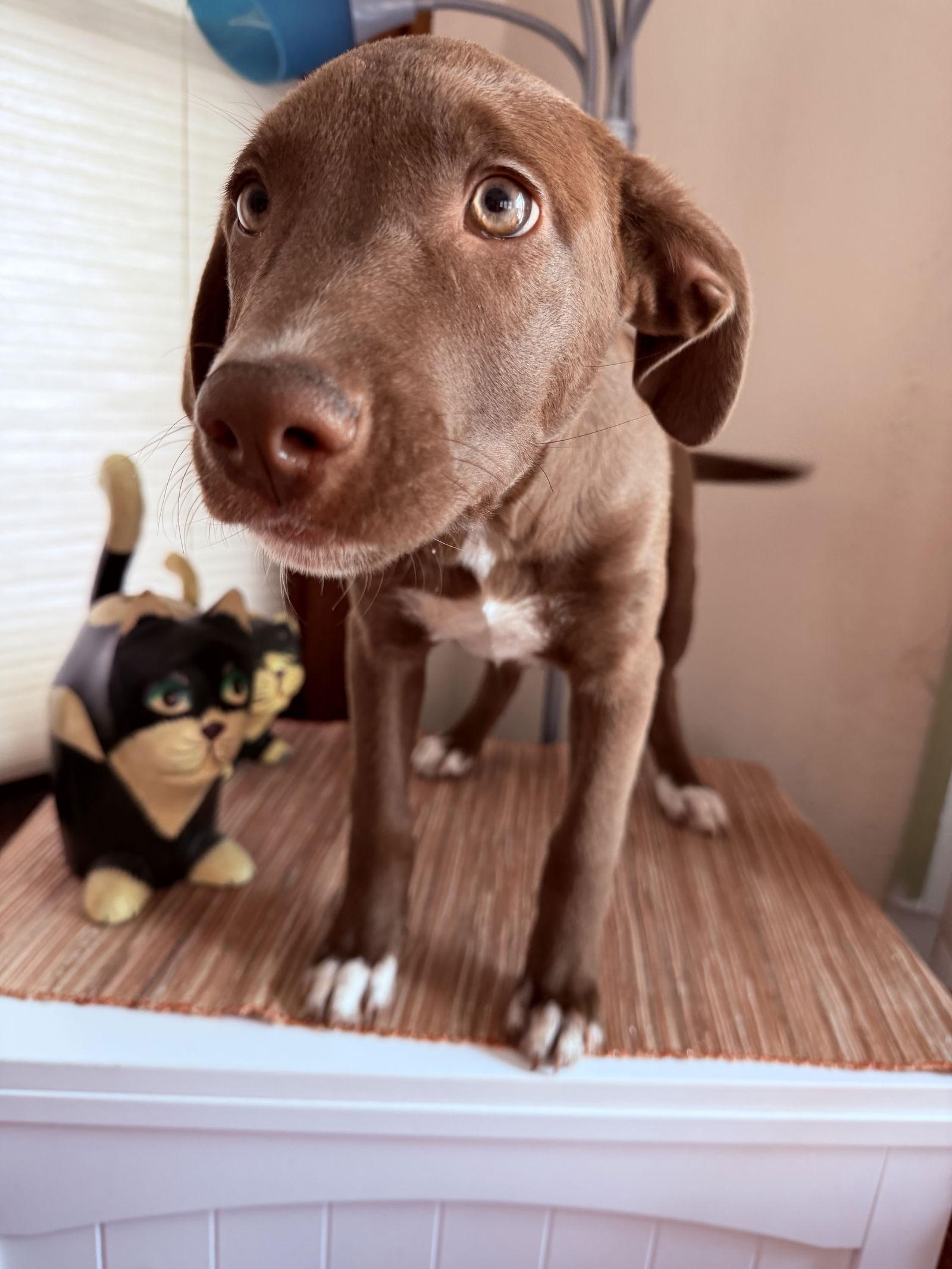 Holly, Adoptable, Puppy Female Labrador Retriever & Terrier.