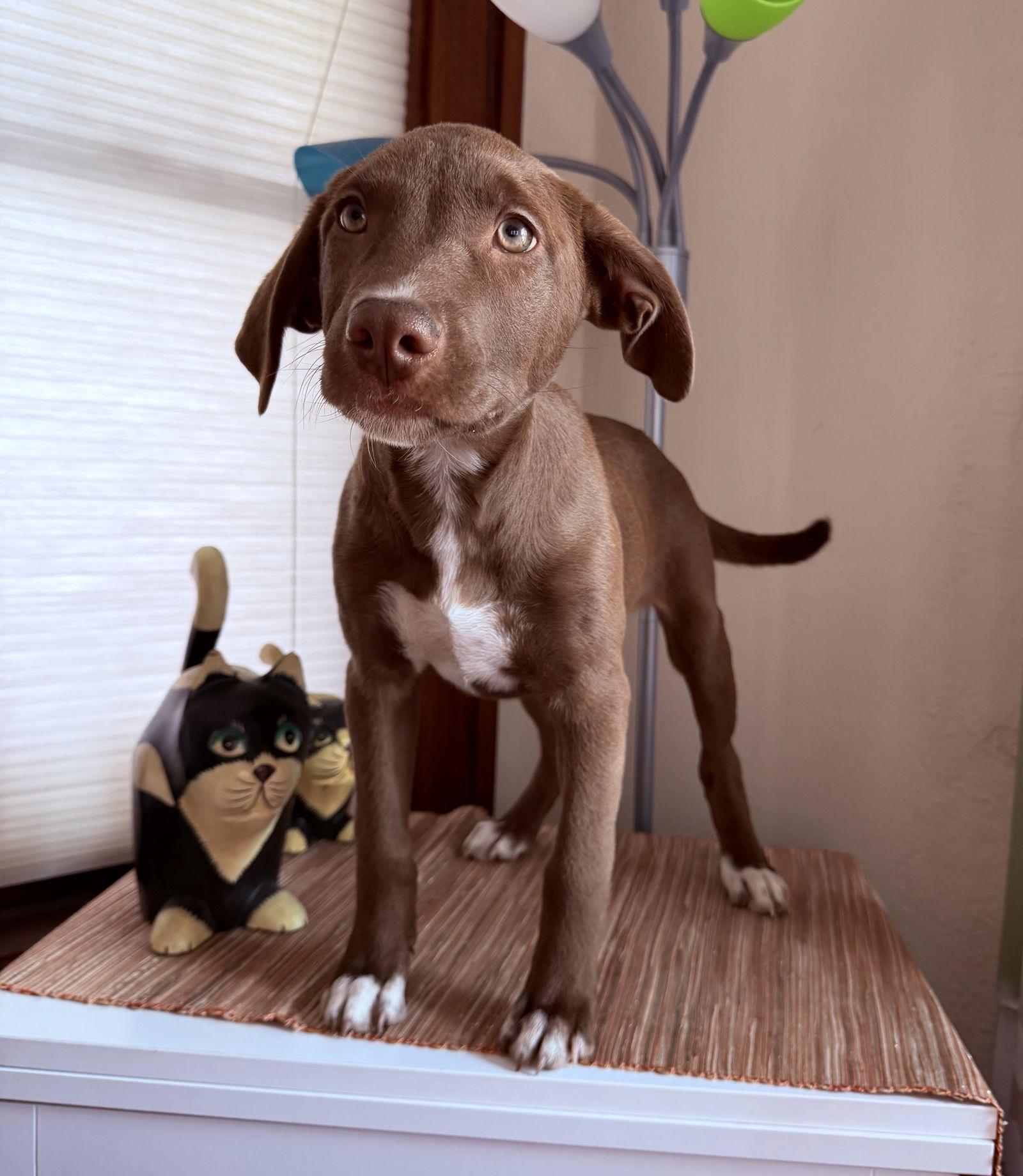 Enlarge Holly, a Adoptable mixed breed in West Des Moines, IA image 3/3