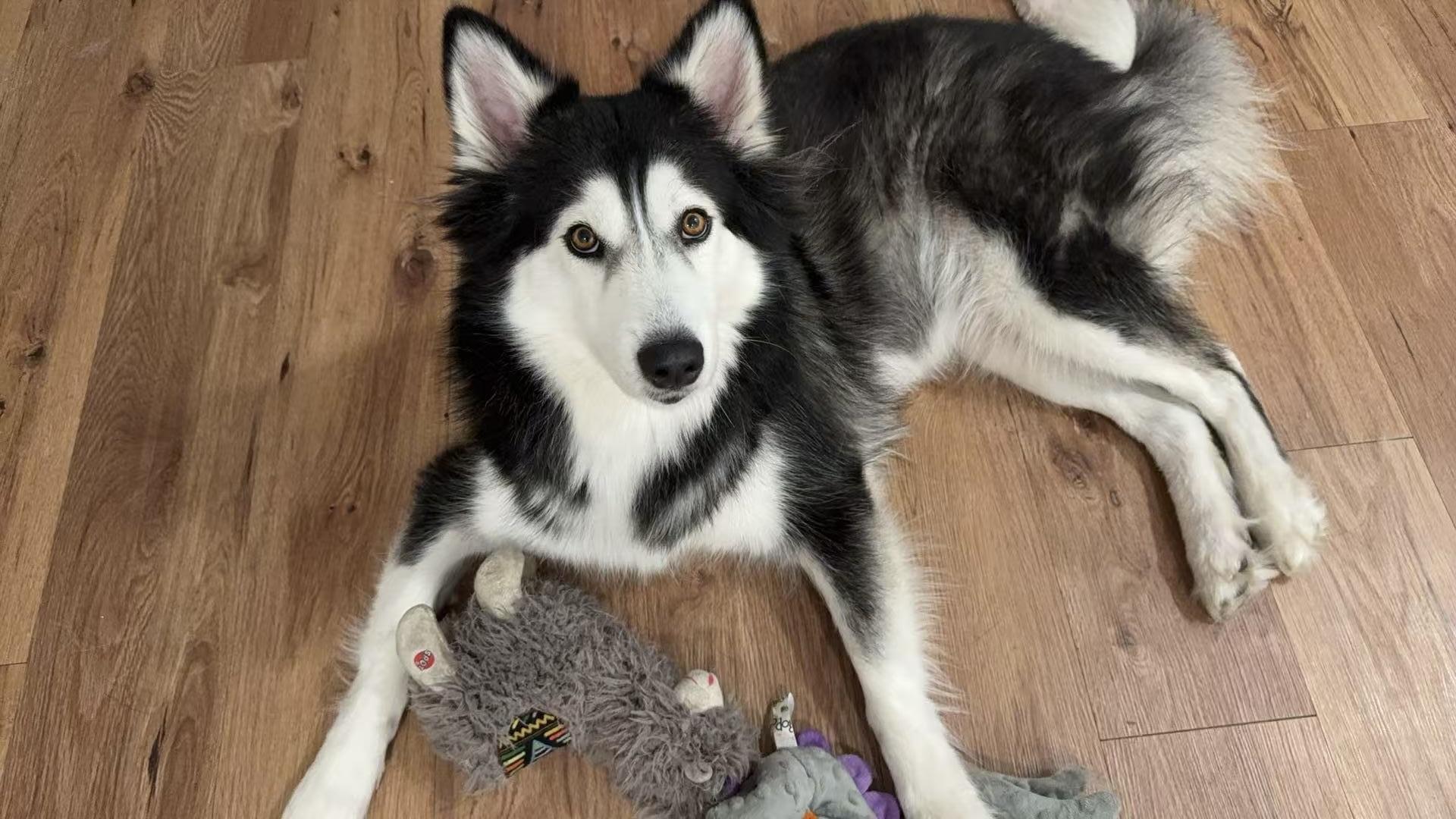 Luna, Adopted, Adult Female Husky.