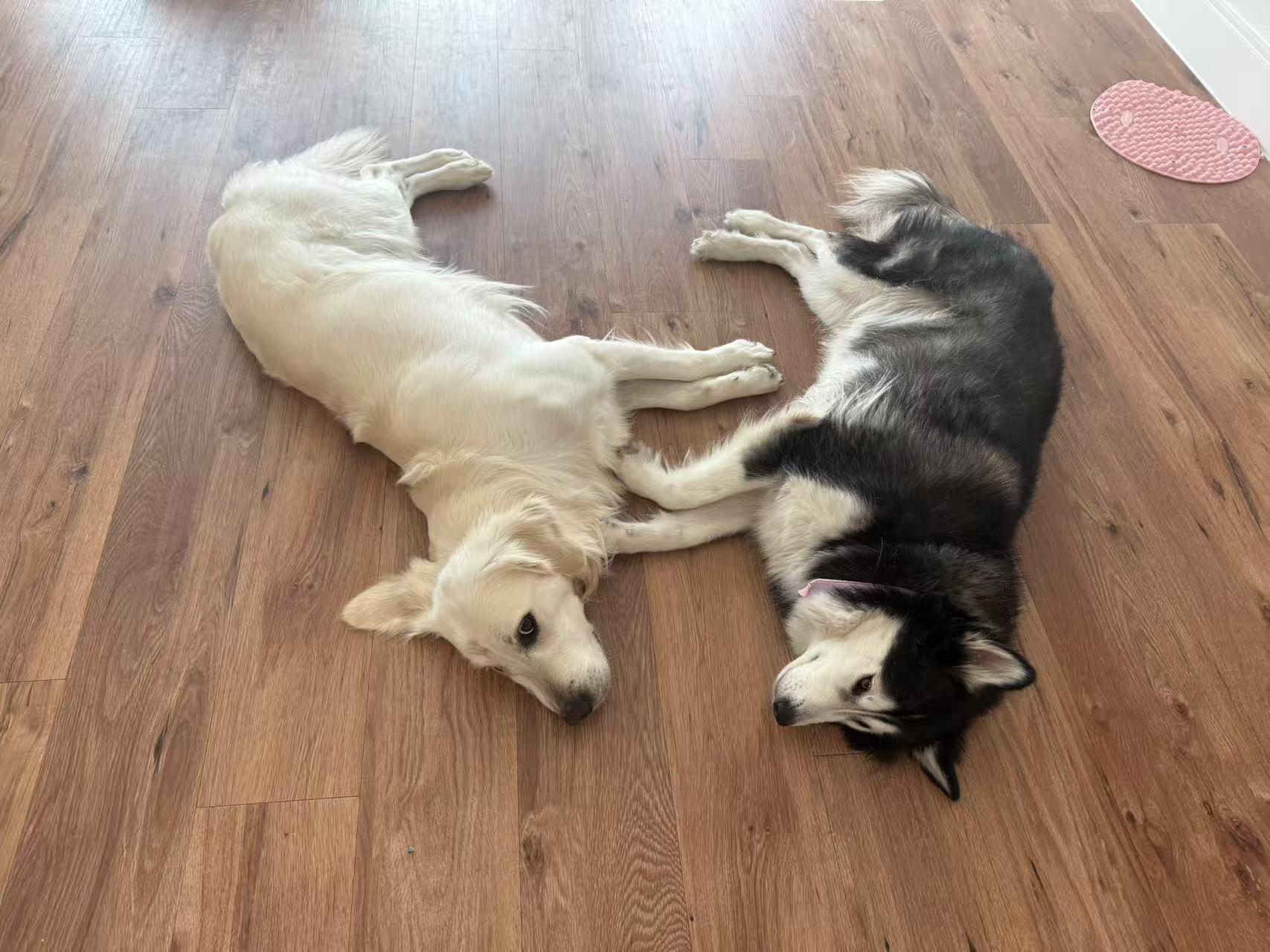 Luna, a Adopted Husky in San Mateo, CA image 3/4