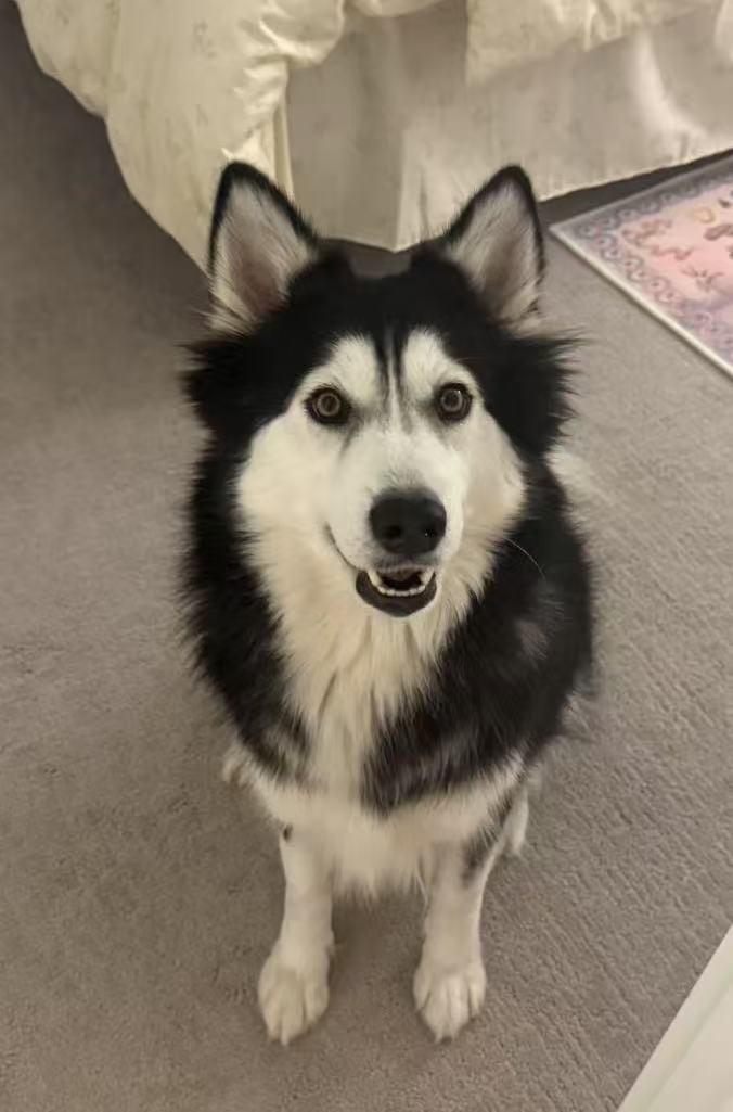 Luna, a Adopted Husky in San Mateo, CA image 2/4