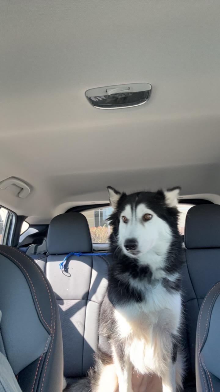 Luna, a Adopted Husky in San Mateo, CA image 4/4