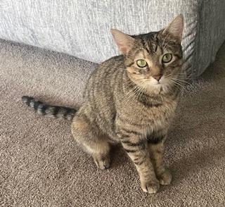 Poinsettia, Adopted, Young Female Domestic Short Hair.