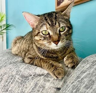 Poinsettia, a Adopted mixed breed in Parkville, MD image 2/5