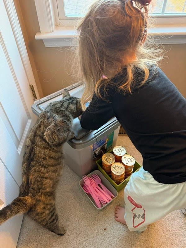 Poinsettia, a Adopted mixed breed in Parkville, MD image 3/5