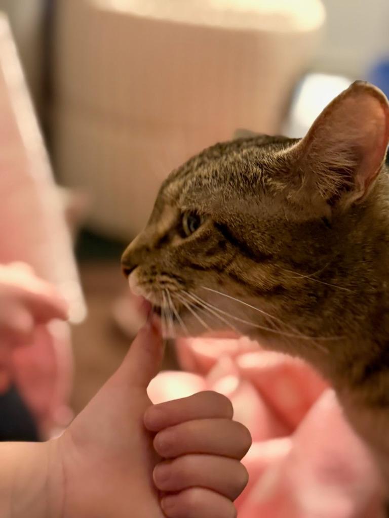 Poinsettia, a Adopted mixed breed in Parkville, MD image 4/5