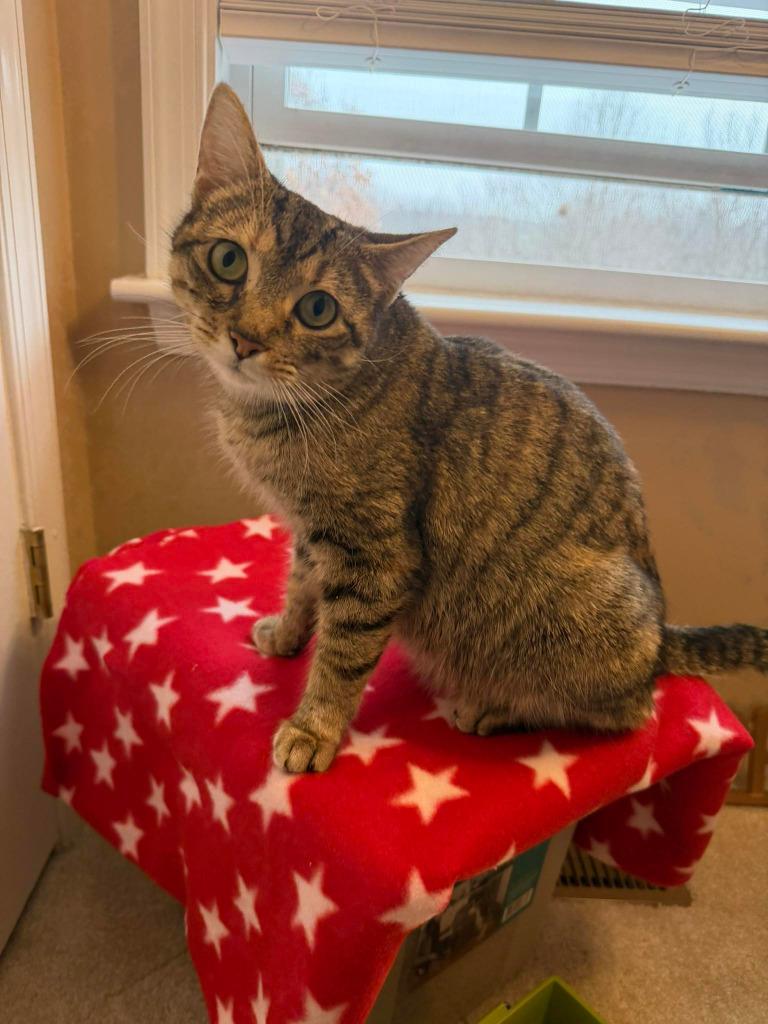 Poinsettia, a Adopted mixed breed in Parkville, MD image 5/5