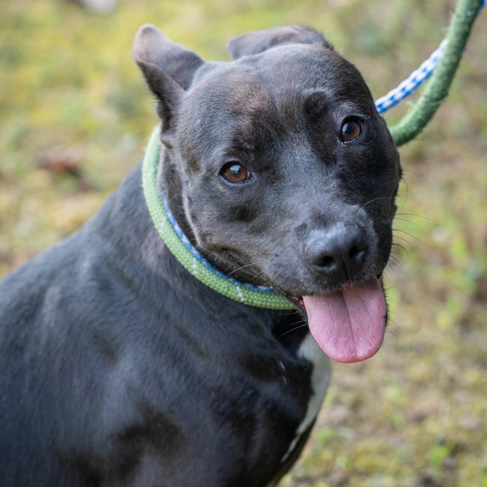 Enlarge BUTTERCUP-30152, a Adoptable mixed breed in Bartlett, TN image 1/1