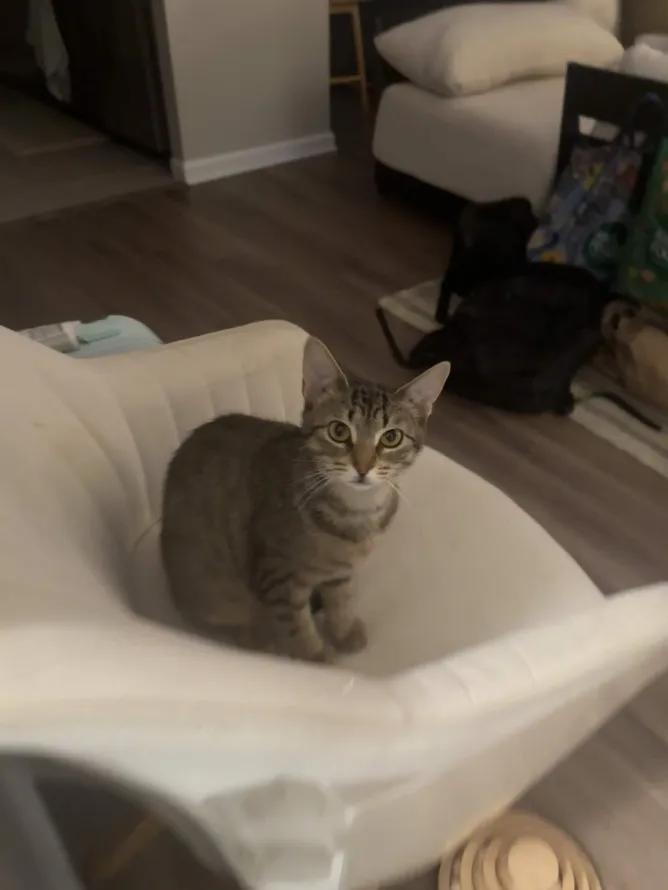 Chai, a Adoptable Domestic Short Hair in Weehawken, NJ image 3/6