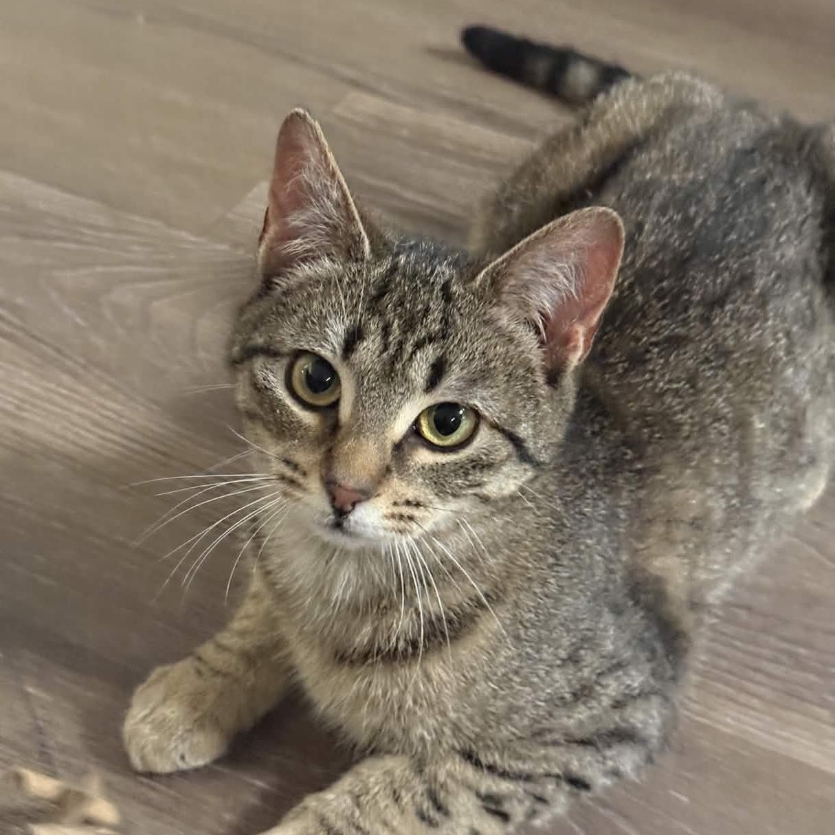 Chai, a Adoptable Domestic Short Hair in Weehawken, NJ image 1/6