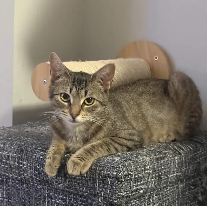 Chai, a Adoptable Domestic Short Hair in Weehawken, NJ image 2/6