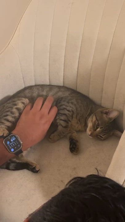 Enlarge Chai, a Adoptable Domestic Short Hair in Weehawken, NJ video 5/6