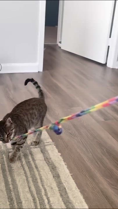 Enlarge Chai, a Adoptable Domestic Short Hair in Weehawken, NJ video 6/6