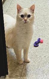 Sugar Puff, a ADOPTABLE mixed breed in Tulsa, OK image 3/3