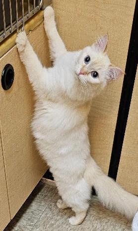 Sugar Puff, ADOPTABLE, Young Female Domestic Medium Hair.