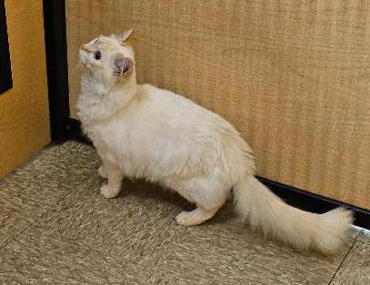 Sugar Puff, a ADOPTABLE mixed breed in Tulsa, OK image 2/3