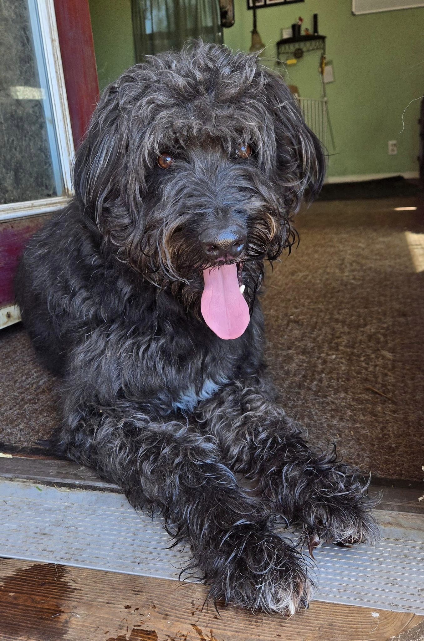 Griffon, a Adoptable mixed breed in Silverton, OR image 1/7