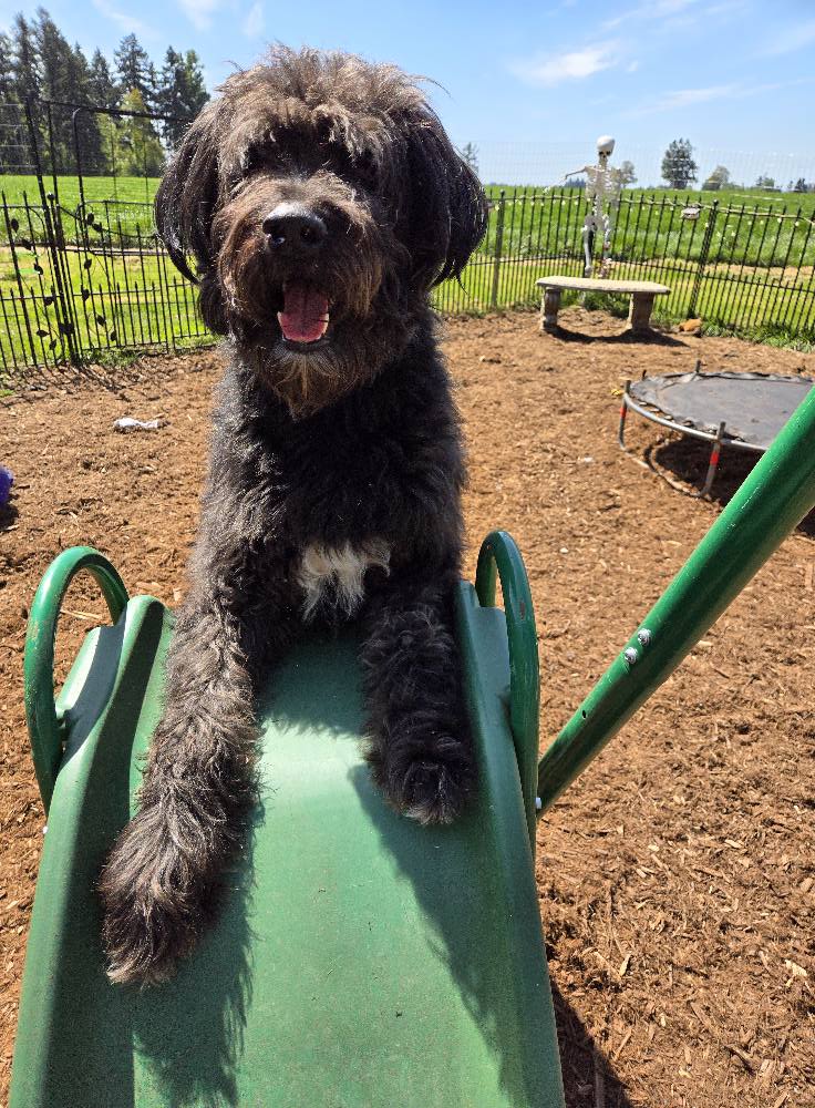 Griffon, a Adoptable mixed breed in Silverton, OR image 2/7