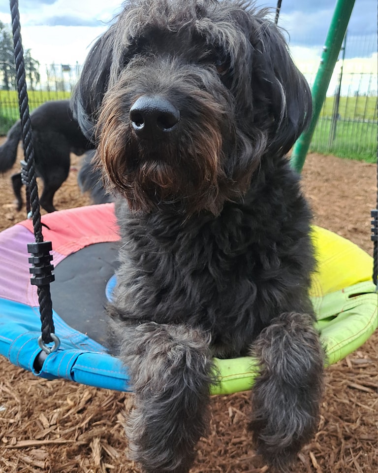 Griffon, a Adoptable mixed breed in Silverton, OR image 3/7
