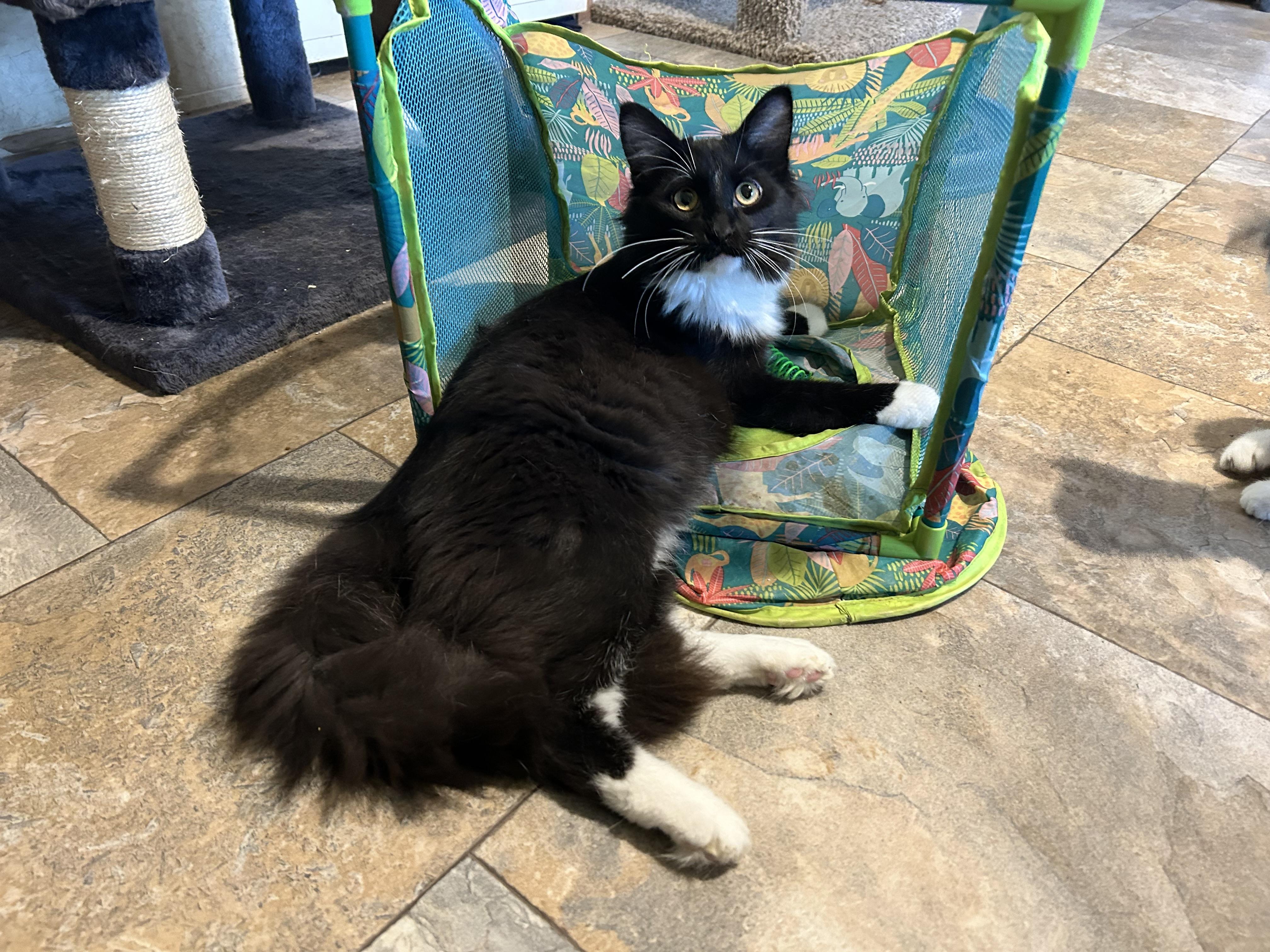 Enlarge Knucklehead Nick, an adopted Domestic Medium Hair in La Salle, IL image 1/2