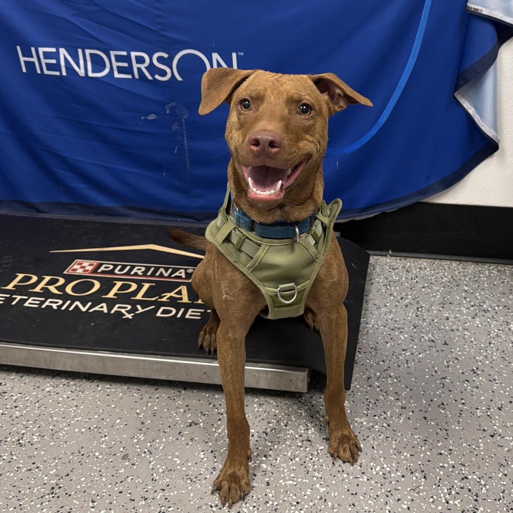 Rocky, Adoptable, Adult Male Pit Bull Terrier.