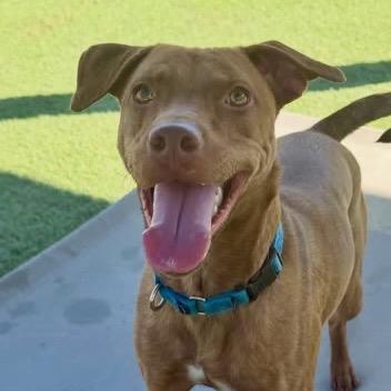 Enlarge Rocky, a Adoptable Pit Bull Terrier in Henderson, NV image 3/5