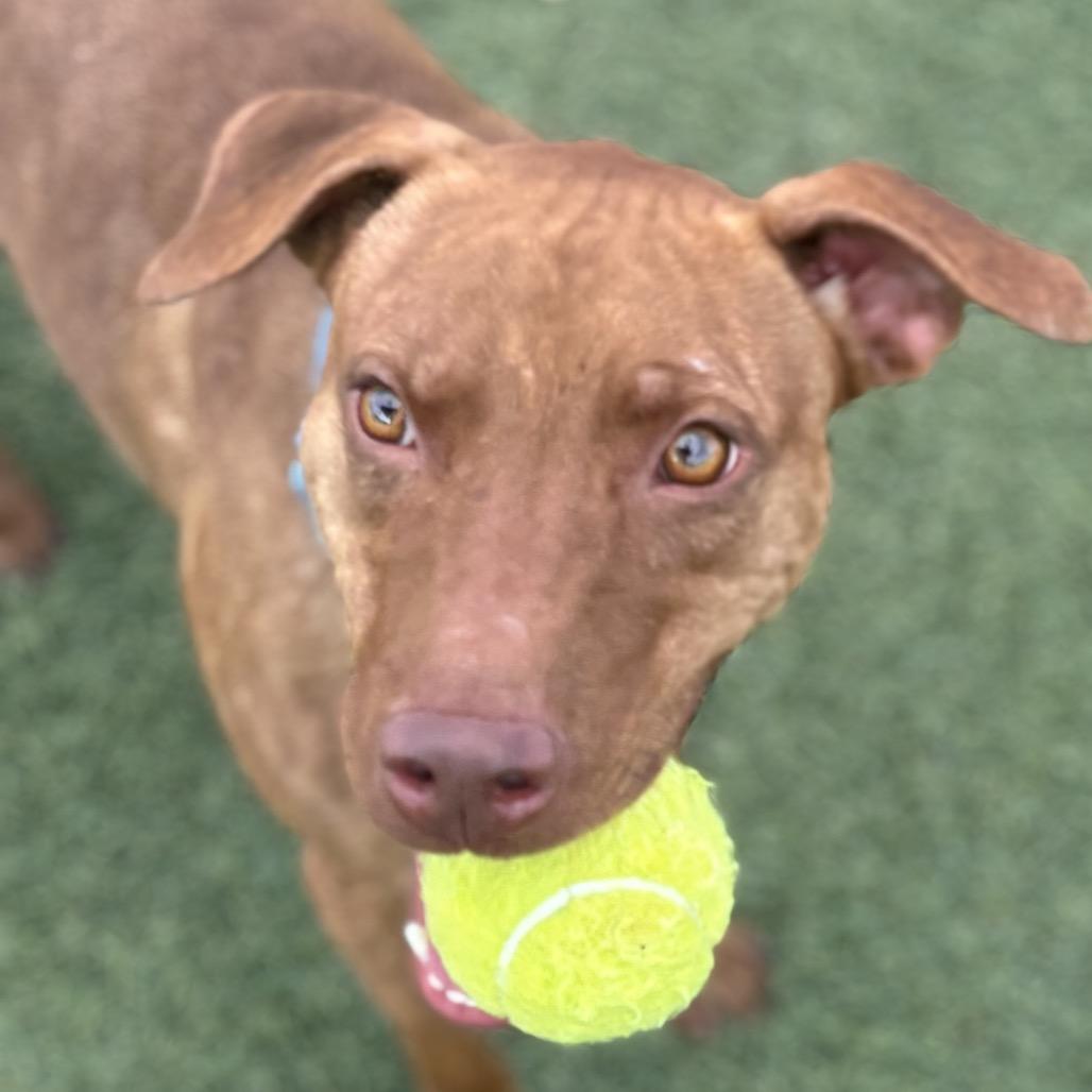 Enlarge Rocky, a Adoptable Pit Bull Terrier in Henderson, NV image 4/5