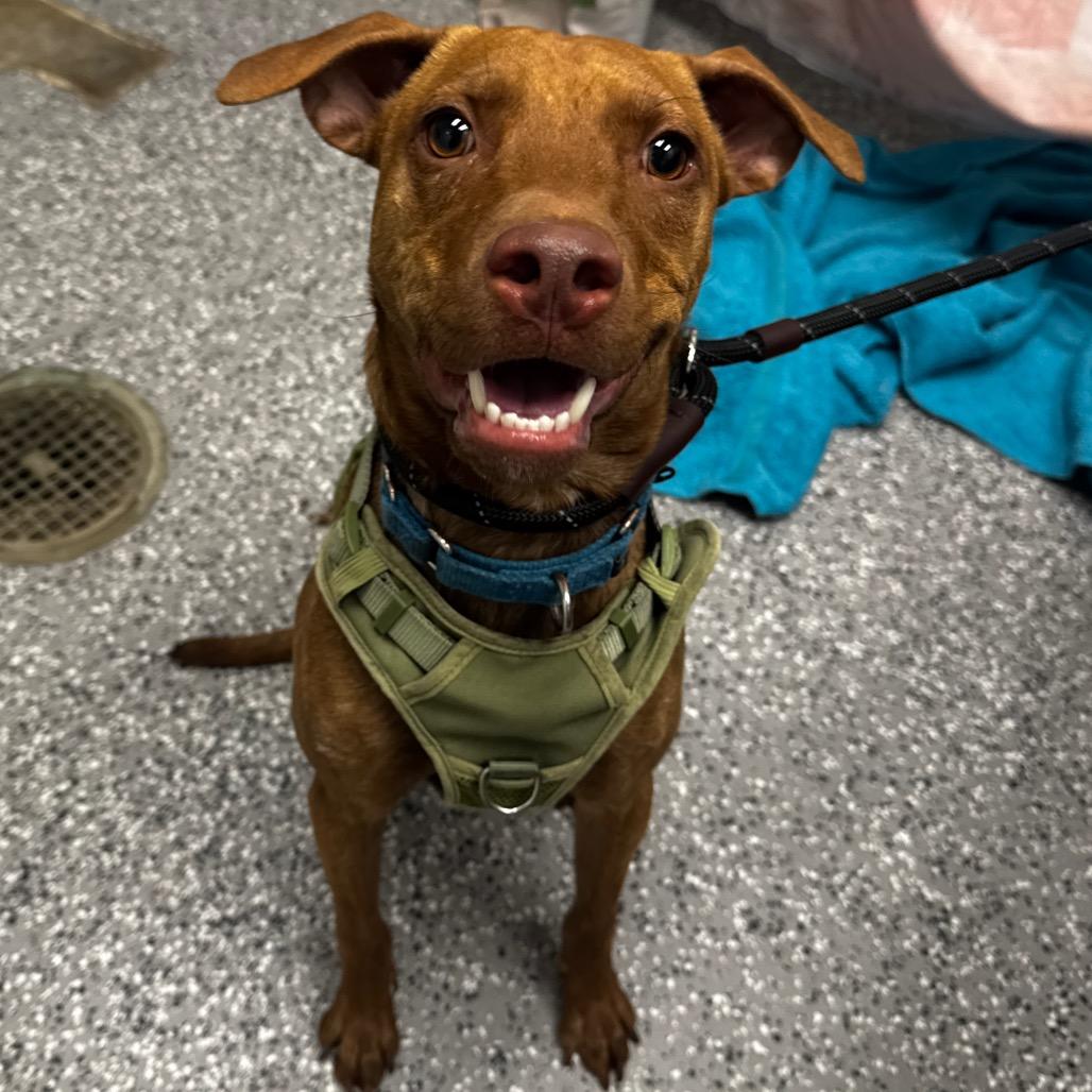 Enlarge Rocky, a Adoptable Pit Bull Terrier in Henderson, NV image 5/5