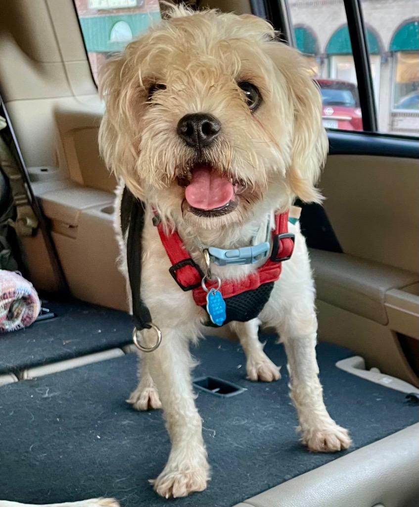 Dylan, Adopted, Young Male Poodle & Pug.