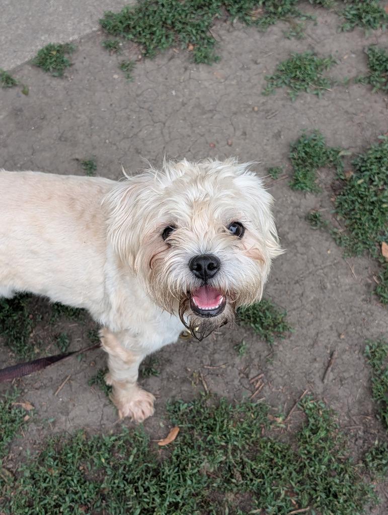Enlarge Dylan, a Adopted mixed breed in Saint James, MN image 3/6