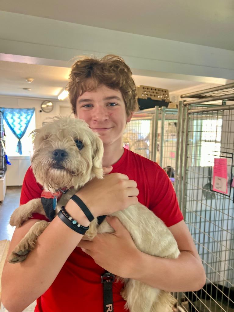 Enlarge Dylan, a Adopted mixed breed in Saint James, MN image 4/6