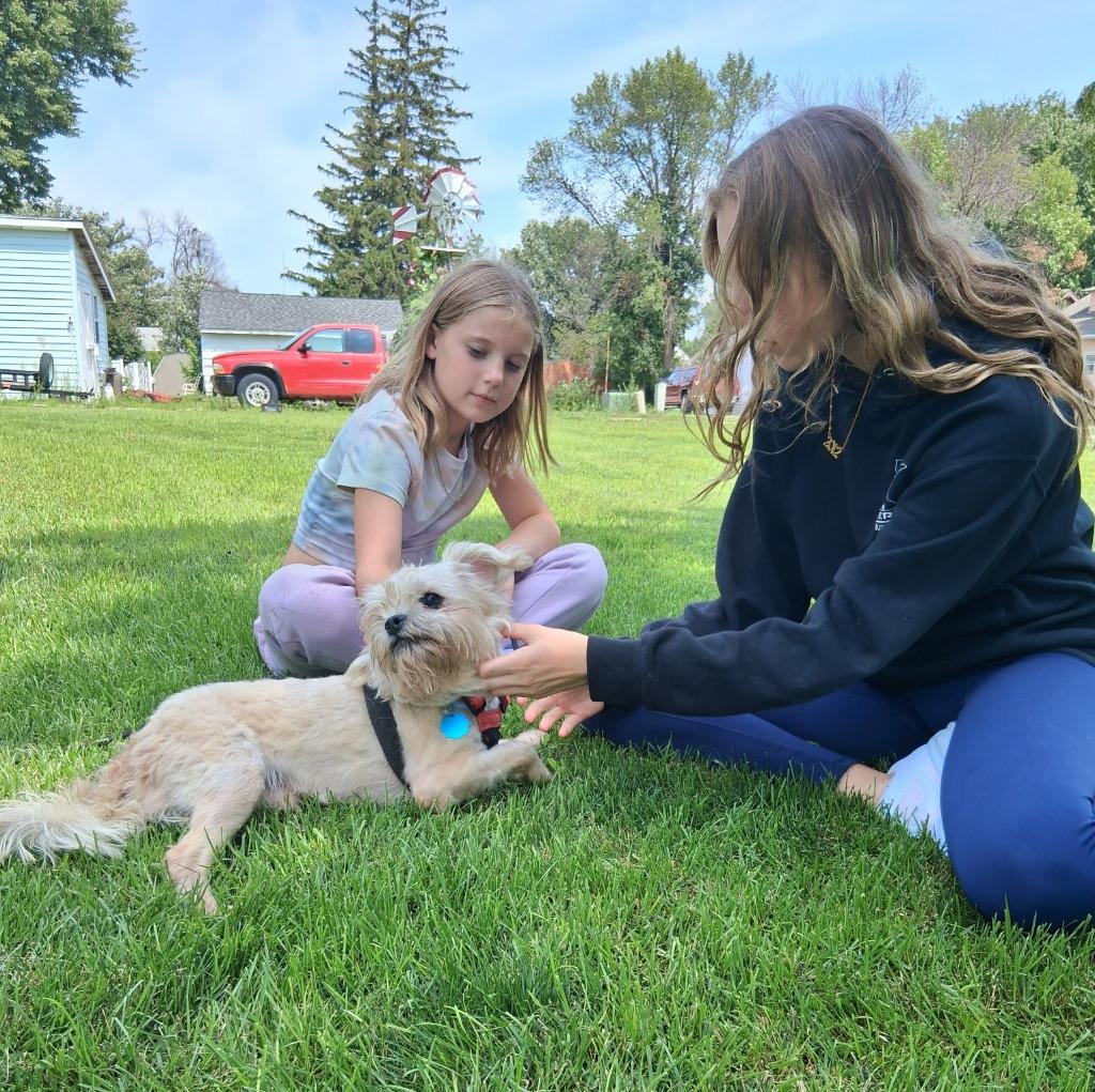 Enlarge Dylan, a Adopted mixed breed in Saint James, MN image 6/6