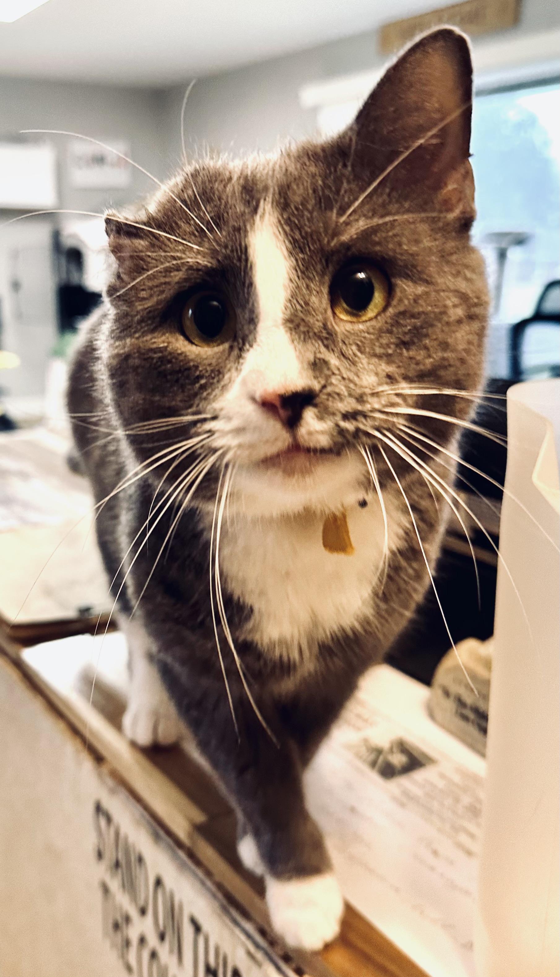 Enlarge Twilight, a Adoptable Domestic Short Hair in Mansfield, OH image 2/3