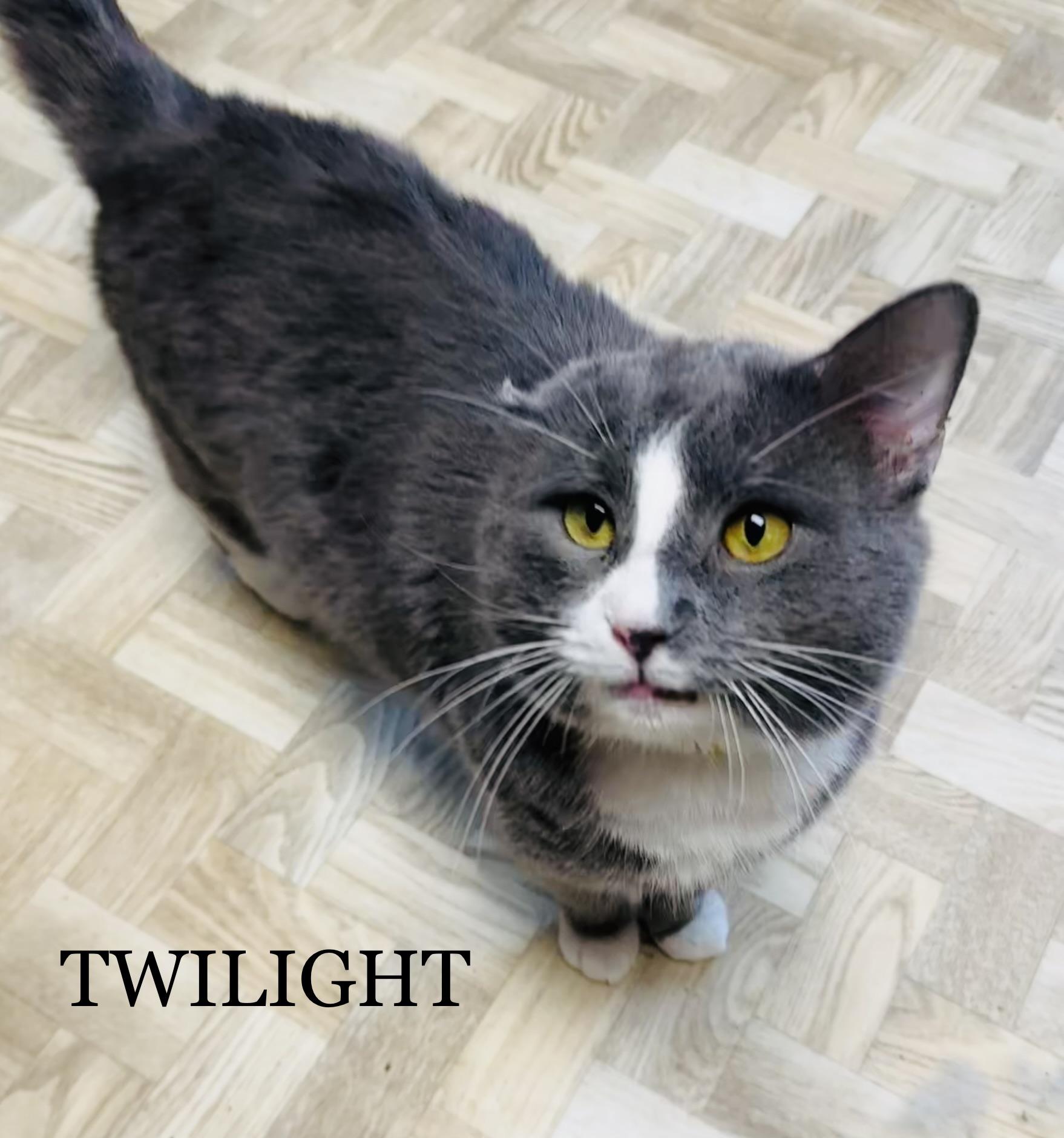 Enlarge Twilight, a Adoptable Domestic Short Hair in Mansfield, OH image 1/3